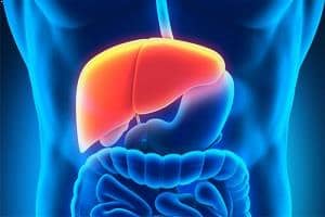 liver