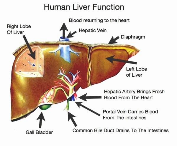 human liver function