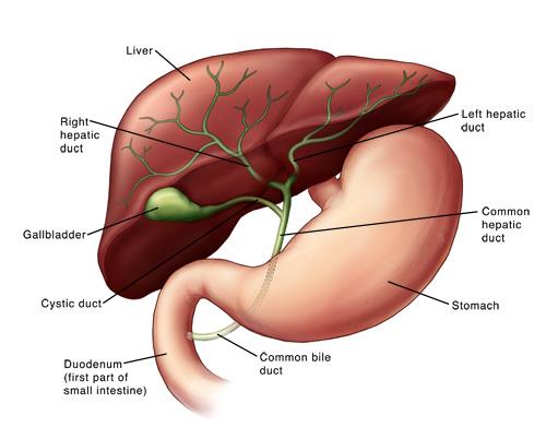 liver function