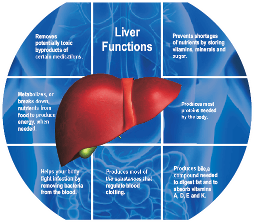 Liver function