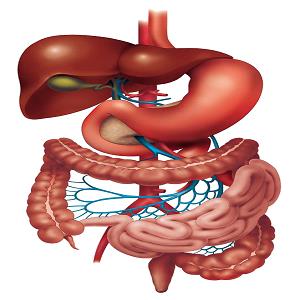 liver structure